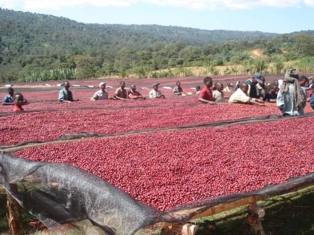 エチオピアのコーヒー生産の現状と豊かさについて Coffee Roastery Cafe らっこや
